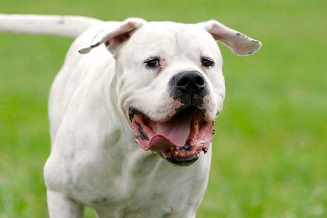 Dogo Argentino