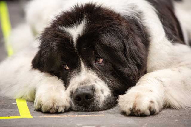 Saint Bernard