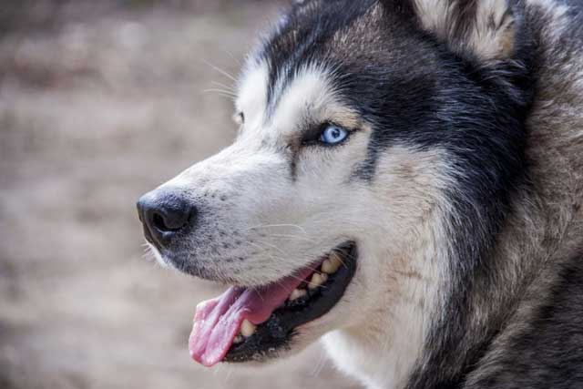 Siberian Husky