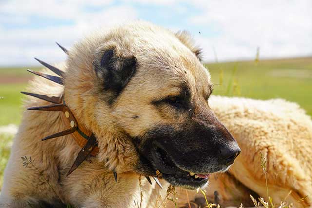 Kangal Shepherd Dog