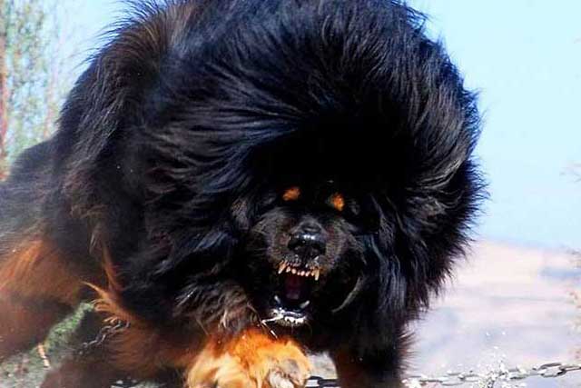 Tibetan Mastiff