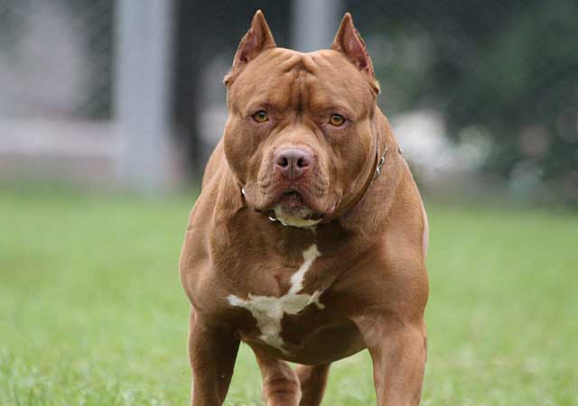 American Pitbull Terrier