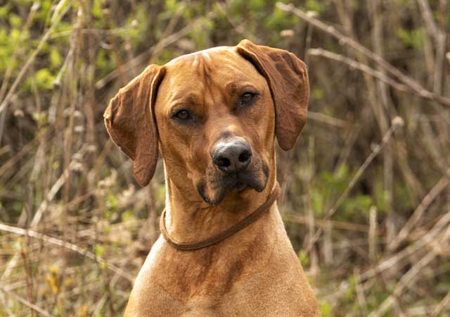 Rhodesian Ridgeback