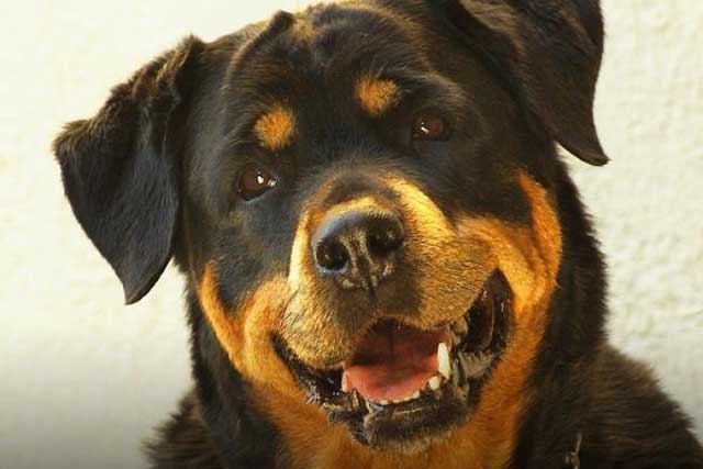 Rottweiler