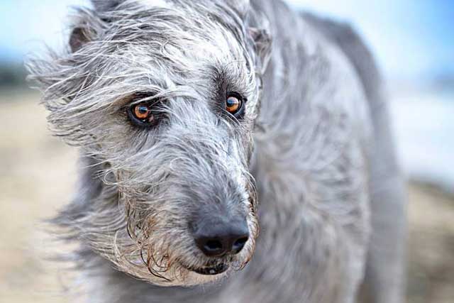 Irish Wolfhound