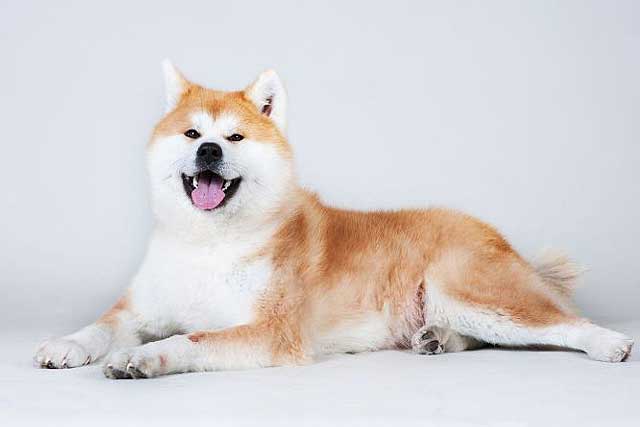 10 Popular Japanese Dog Breeds - #2 Akita Inu