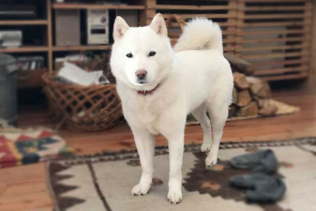 10 Popular Japanese Dog Breeds - #5 Hokkaido Inu