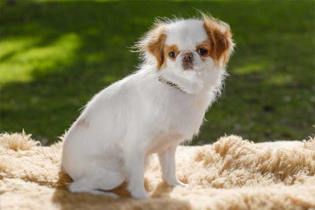 10 Popular Japanese Dog Breeds - #3 Japanese Chin