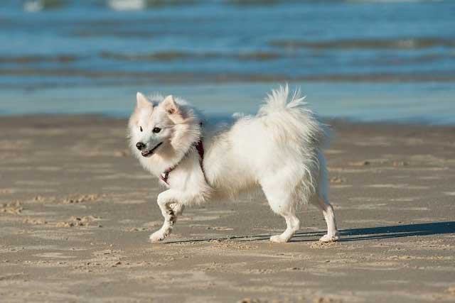 10 Popular Japanese Dog Breeds - #8 Japanese Spitz