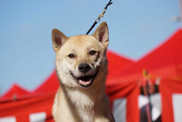 10 Popular Japanese Dog Breeds - #6 Kishu Ken