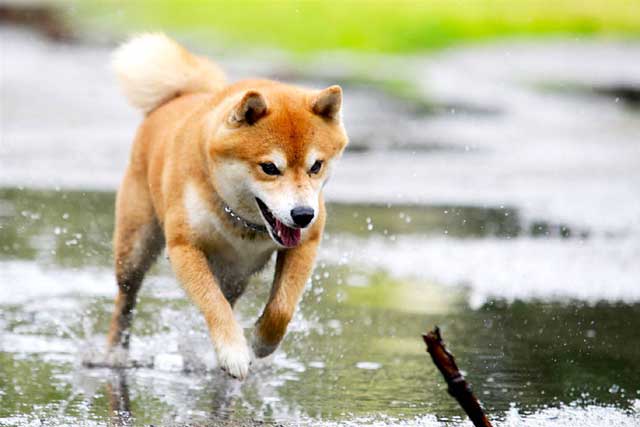 10 Popular Japanese Dog Breeds - #1 Shiba Inu