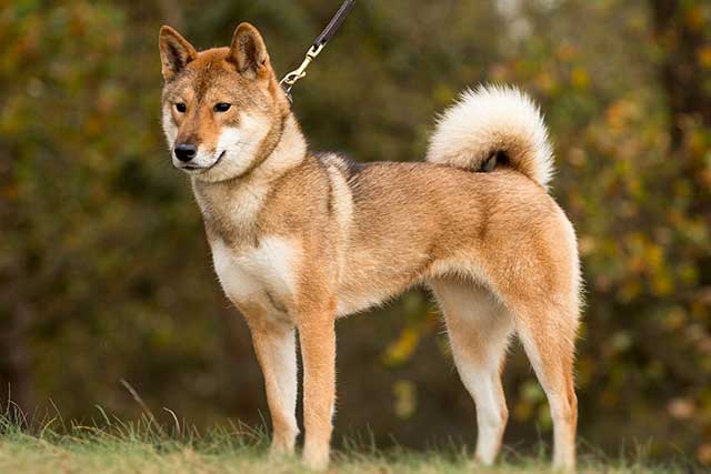10 Popular Japanese Dog Breeds - #4 Shikoku Inu