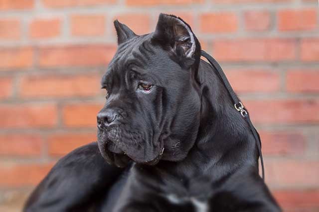 Presa Canario vs Cane Corso: Which Is the Better Guard Dog? Cane Corso