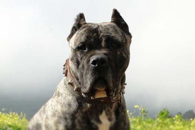 Presa Canario vs Cane Corso: Which Is the Better Guard Dog? Presa Canario