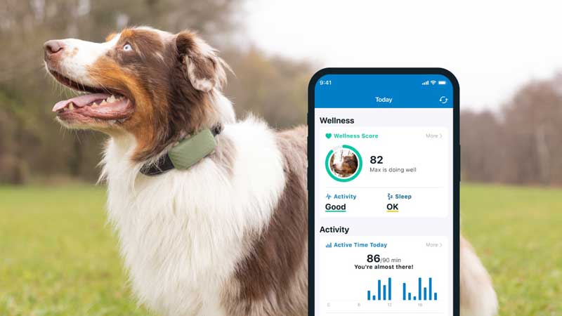 The Pros and Cons of Using a Halo Collar for Dog Training