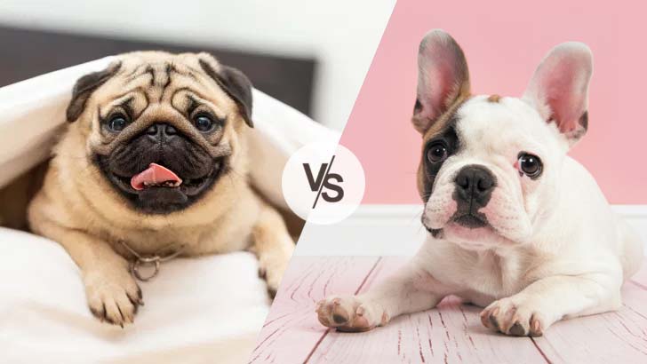 are pugs and french bulldogs similar