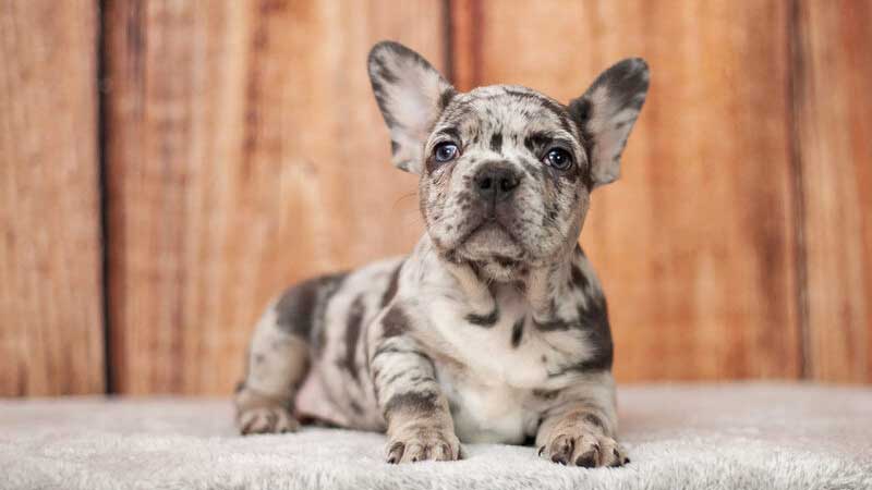 Why French Bulldogs? A Look at the Popularity of the Breed