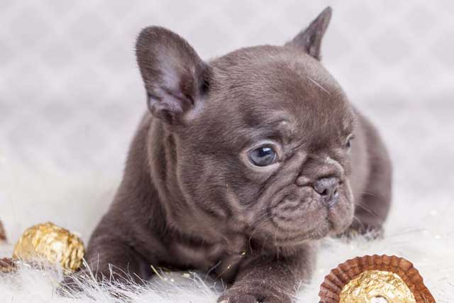 Chocolate French Bulldogs