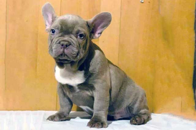 Isabella French Bulldog