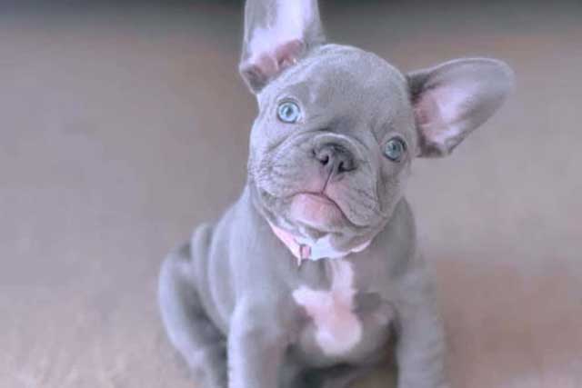 french bulldog rare colors price