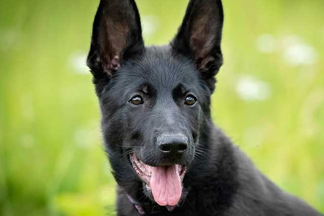 Black German Shepherd