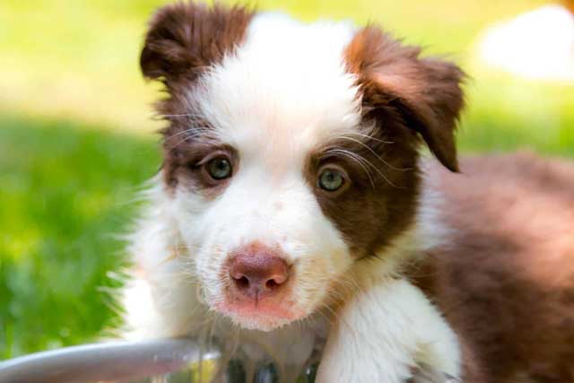 Panda German Shepherd