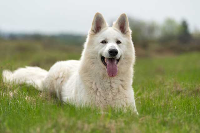 White German Shepherd