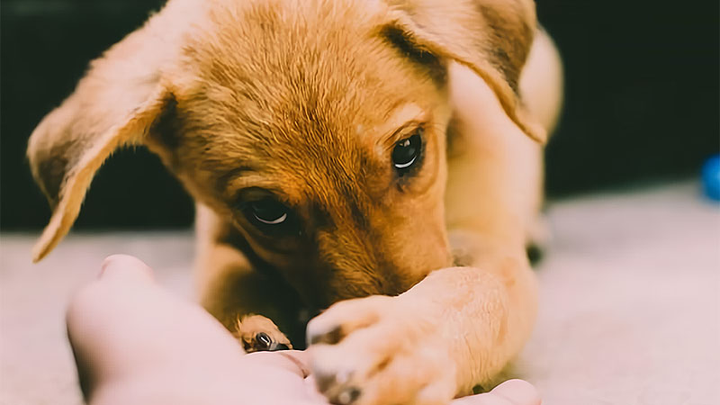 5 Reasons Behind Excessive Dog Paw Licking