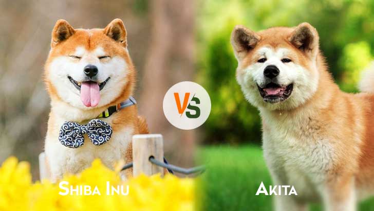 Shiba Inu vs Akita: Which Is Better?