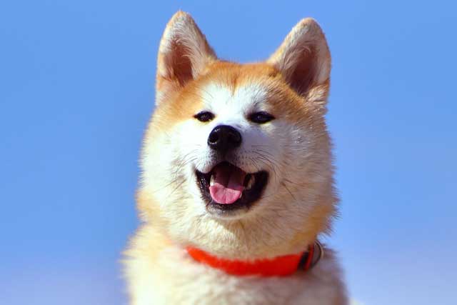 Shiba Inu vs Akita: Which Is Better? Akita