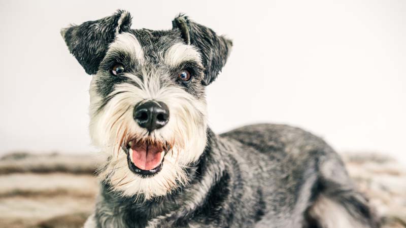 A Compact Hunter 6 Small Dog Breeds That Are Wirehaired