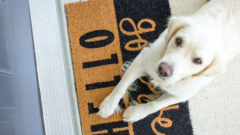 The 'Wait' Command: Teaching Your Dog Patience and Discipline