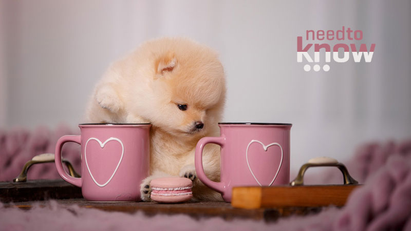 Teacup Dogs Everything You Need to Know