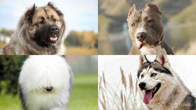 These 10 Dog Breeds Novice The Best Not To Keep!