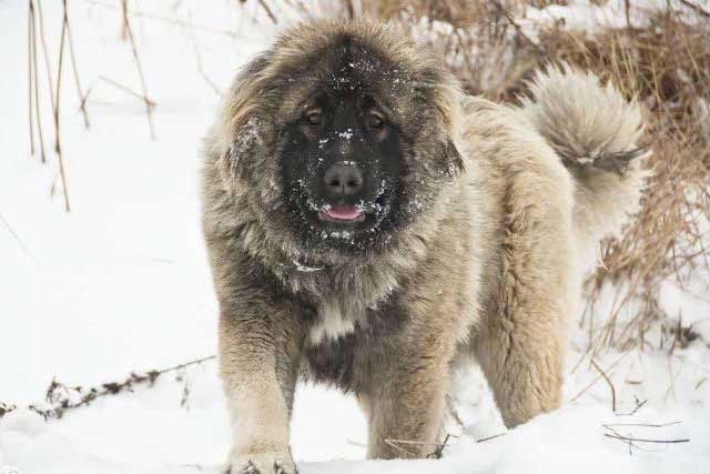 These 10 Dog Breeds Novice The Best Not To Keep! -1. Caucasian Shepherd Dog