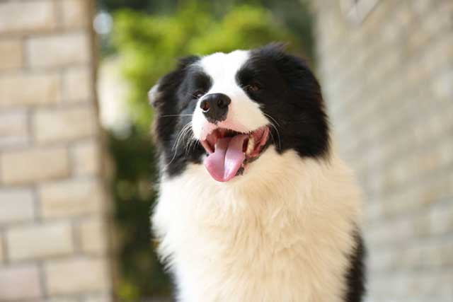 These 10 Dog Breeds Novice The Best Not To Keep! -10. Border Collie