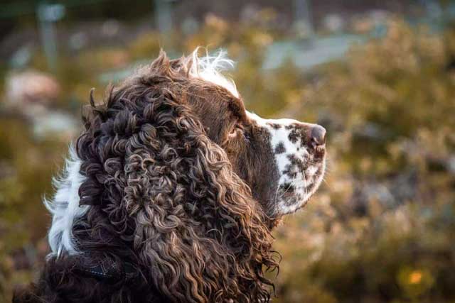 These 10 Dog Breeds Novice The Best Not To Keep! -9. English Springer Spaniel