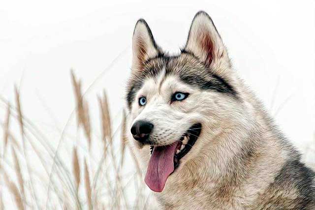 These 10 Dog Breeds Novice The Best Not To Keep! -4. Siberian Husky