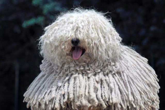 These 10 Dog Breeds Novice The Best Not To Keep! -7. Komondor