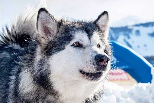 These 10 Dog Breeds Novice The Best Not To Keep! -3. Alaskan Malamute