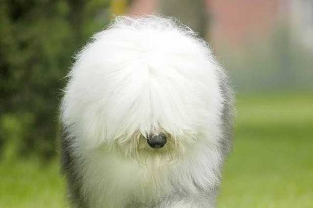 These 10 Dog Breeds Novice The Best Not To Keep! -5. Old English Sheepdog
