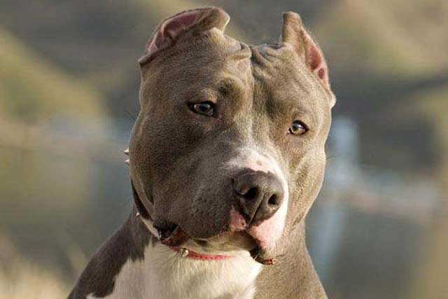 These 10 Dog Breeds Novice The Best Not To Keep! -2. American Pit Bull Terrier