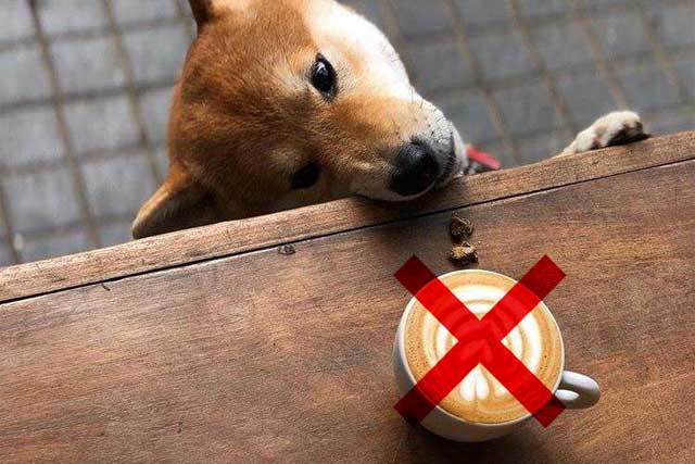These 10 Types of Food Dogs Better Not Eat! -3. Caffeine