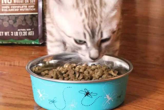 These 10 Types of Food Dogs Better Not Eat! -8. Cat Food