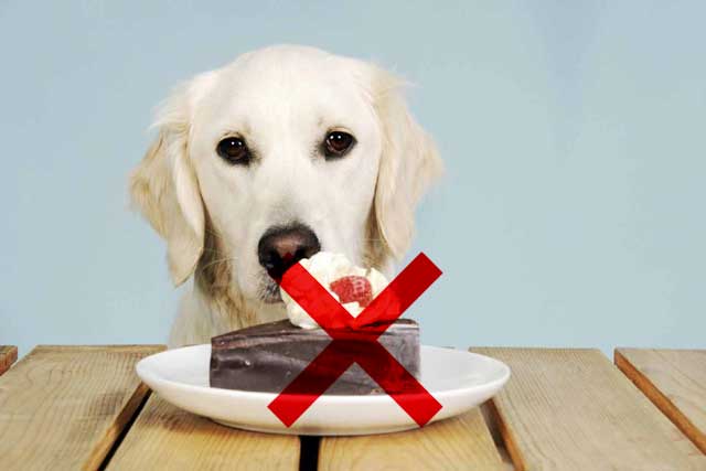 These 10 Types of Food Dogs Better Not Eat! -1. Chocolate