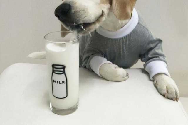 These 10 Types of Food Dogs Better Not Eat! -6. Milk
