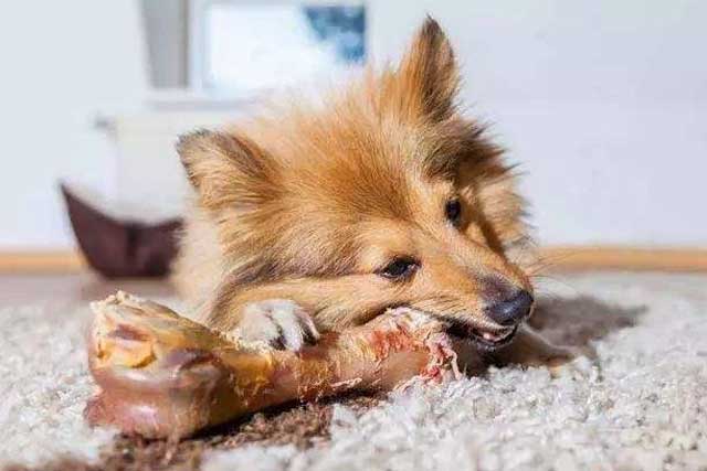 These 10 Types of Food Dogs Better Not Eat! -7. Some Bones