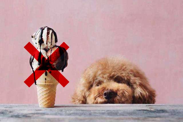 These 10 Types of Food Dogs Better Not Eat! -2. Sweet Food