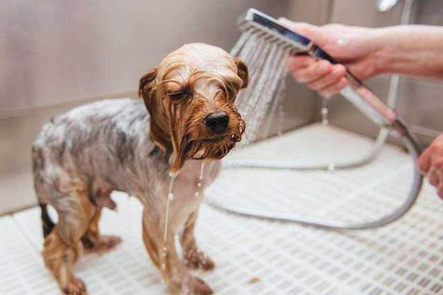 10 Tips for New Dog Owners: 3. Bathing
