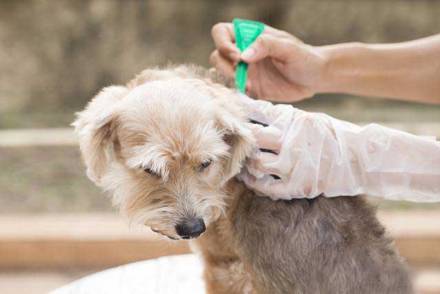 10 Tips for New Dog Owners: 7. Deworming